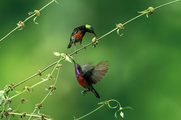 Purple throated sunbird, Leptocoma sperata