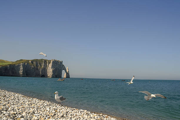Pebble beach seagull and cliff of Etretat