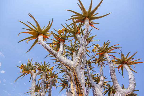 Quiver tree forest at dusk in the south of Namibia