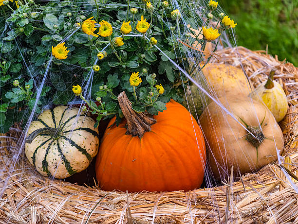 Creative Halloween harvest display featuring bright orange pumpkin with natural woody stem, cream and green striped decorative squash, and butterscotch-colored gourds arranged on golden hay bales with artificial spider web decoration draped over yellow chrysanthemum flowers and green foliage. Festive autumn scene combines traditional harvest elements with spooky Halloween decorative touches creating perfect seasonal atmosphere. Natural straw texture, vibrant yellow mum blooms with green buds, and blurred garden background add authentic outdoor charm. Ideal for Halloween marketing campaigns, autumn festival promotions, seasonal greeting cards, retail holiday displays, party planning inspiration, haunted house advertising, family-friendly Halloween content, thanksgiving decoration ideas, agricultural tourism materials, and commercial projects requiring festive fall imagery with Halloween theme. This high-resolution professional photograph captures whimsical seasonal spirit perfect for advertising, social media content, editorial publications, and promotional materials celebrating Halloween and autumn harvest traditions.