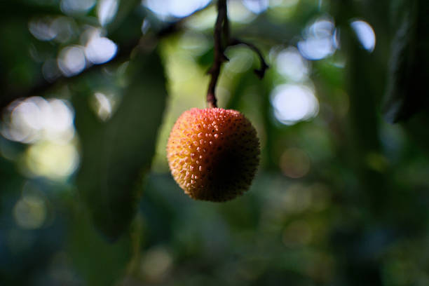 Strawberry fruit on the tree, close-up, selective focus. Arbutus unedo fruit on the tree in the garden.