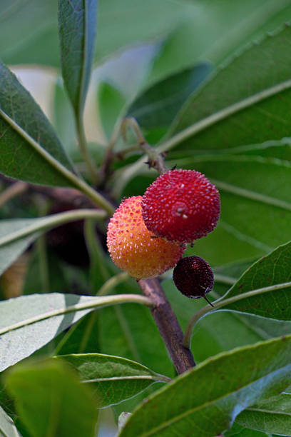 Strawberry fruit on the tree, close-up, selective focus. Arbutus unedo fruit on the tree in the garden.