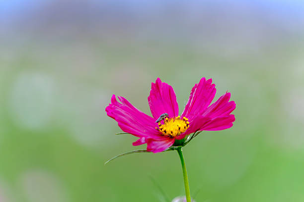 A macro shot of a small insect on the yellow center of a vibrant pink cosmos flower. The flower is in sharp focus against a beautifully blurred green and light blue background, highlighting the process of pollination.