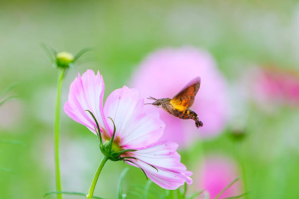A hummingbird hawk-moth, captured in mid-air, hovers to feed on a delicate pink and white cosmos flower. The background is a soft, dreamy green and pink bokeh.