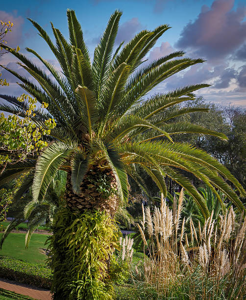 istock Majestic palm tree in vibrant park 2240276866