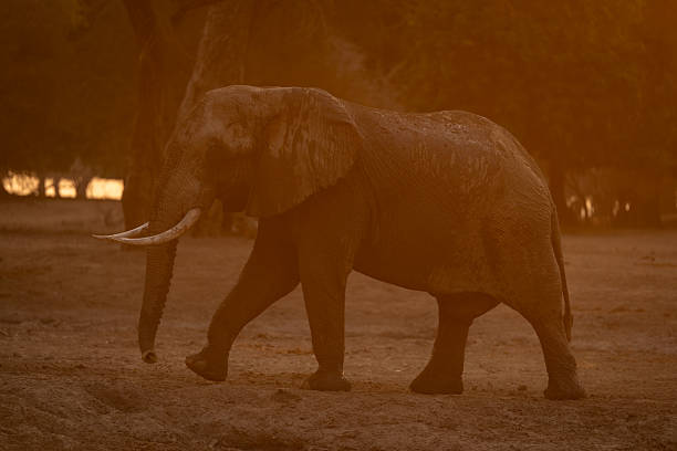 istock African elephant walks across clearing at sunset 2240277347