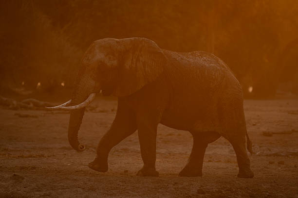 istock African elephant walks through dust at sundown 2240277356