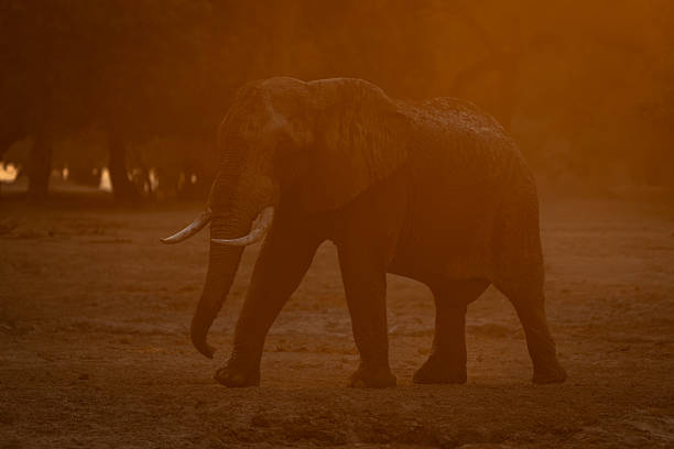 istock African elephant walks through dust at sunset 2240277357