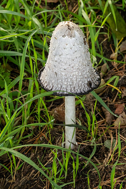 istock Shaggy mane mushroom growing on forest floor 2240277455