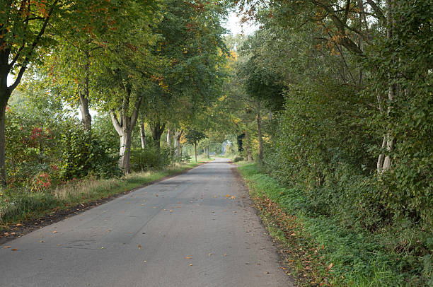 istock Country road winding through green autumn trees 2240277464