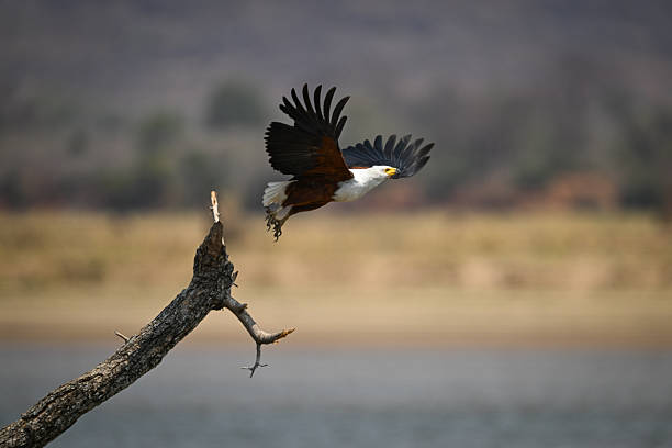 African fish eagle flies off from branch