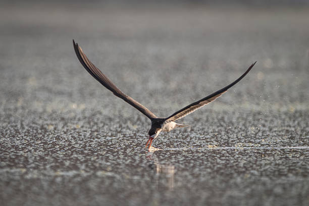 istock African skimmer flies with beak in water 2240277749