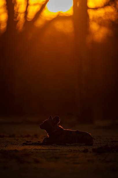 istock African wild dog lies backlit at sundown 2240277960
