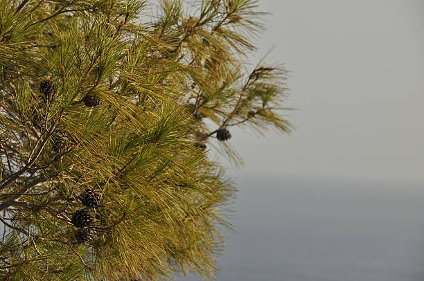 Branch of Larch tree Larix Decidua with cone close up. Spring nature background.