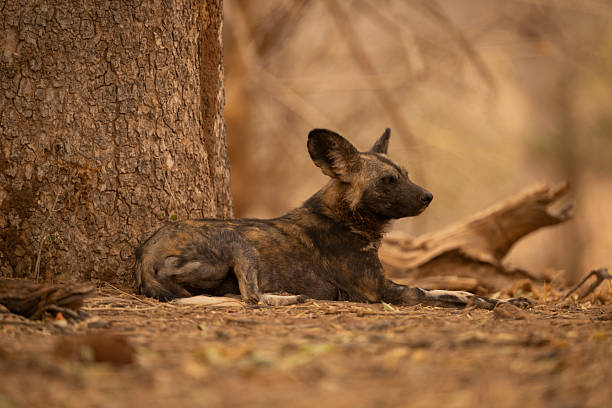 istock African wild dog lies down lifting head 2240278215