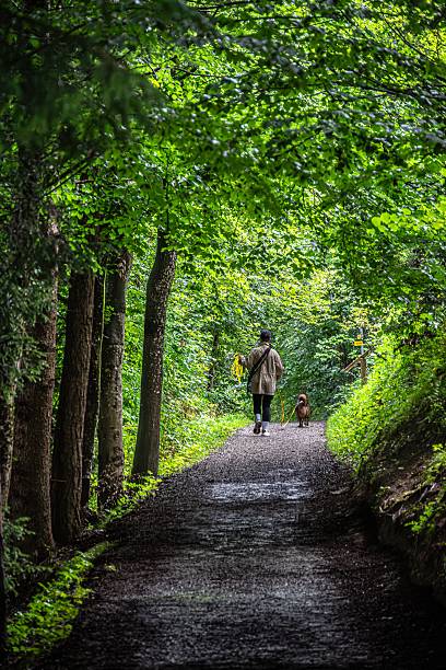 istock Person walking dog on a forest path 2240278724