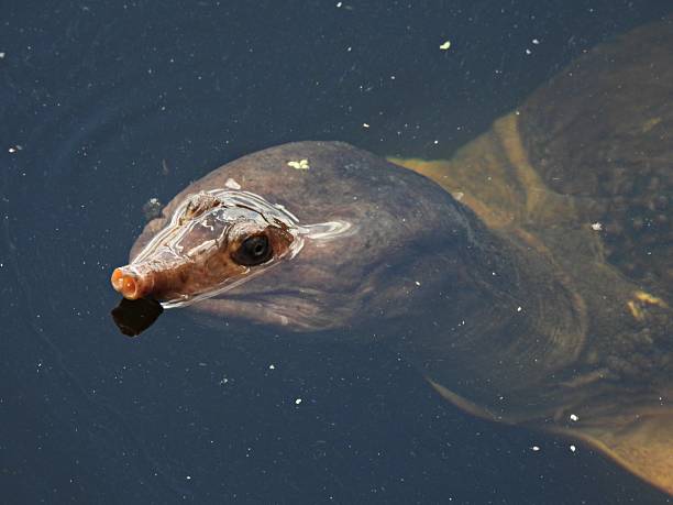 Florida Softshell Turtle - profile, portrait