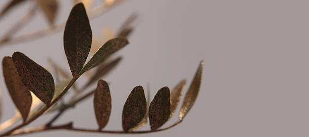 istock Smoke Close-up Selective soft focus gold, broze green leaf twig. Natural abstract light, shadow background. 2240279298