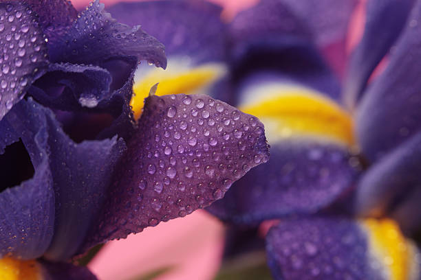 istock Close-up Selective soft focus iris flower bud with water drop. Natural blur background. Violet, pink, yellow color. 2240281468