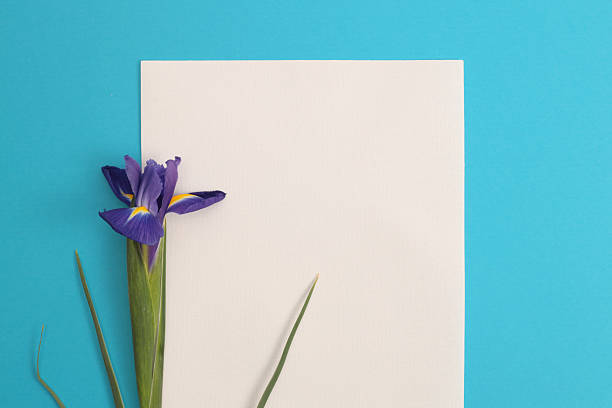 Violet Iris Flower, white paper frame blank on blue. Minimalist still life. Natural copy space background. Flat lay, top view.