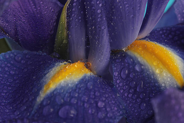 istock Close-up Selective soft focus iris flower bud with water drop. Natural blur background. Violet, blue, yellow color. 2240281483