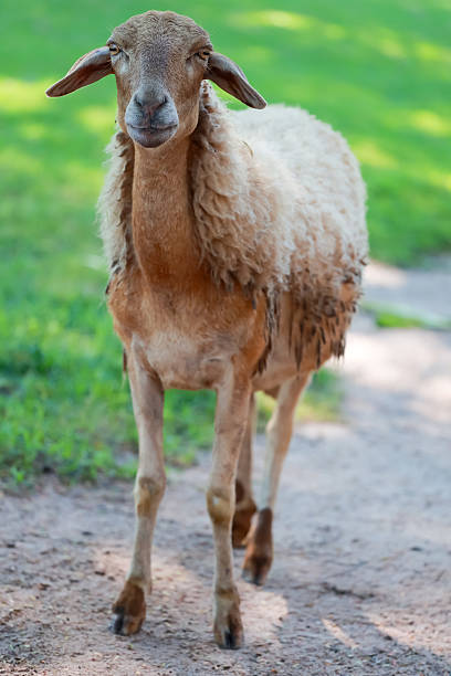 istock Close up the brown Sheep is rest in garden 2240282828