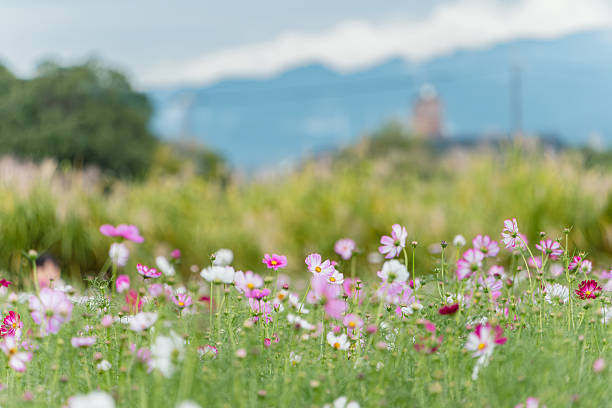 A beautiful field of pink and white cosmos flowers in full bloom, with a soft-focus background of a green landscape and distant mountains, creating a serene and peaceful scene.