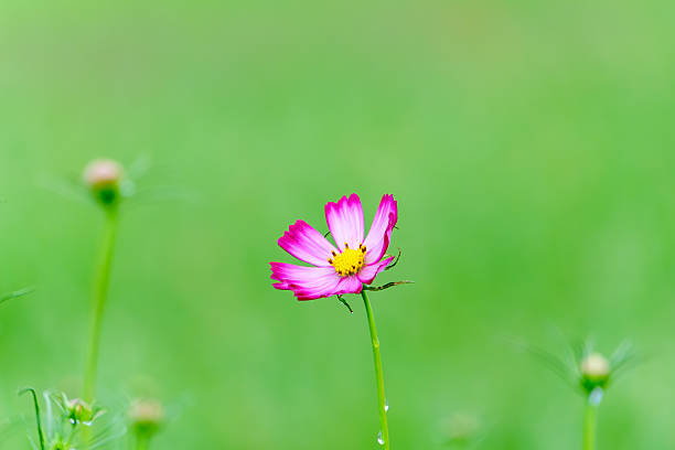 A delicate pink cosmos flower, slightly turned to the side, with a clear water droplet clinging to its stem. The background is a soft, out-of-focus green.