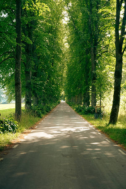 A country lane during summer