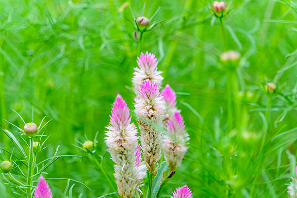 A close-up macro shot of vibrant pink and white plumed celosia, or cockscomb, flowers blooming with a soft-focus green foliage background.