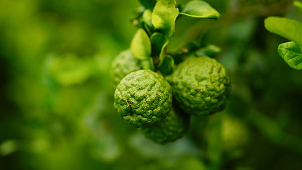 istock Kaffir lime, Leech Lime Citrus hystrix DC Scientific name rough skin green vegetable on tree in garden nature background 2240285638