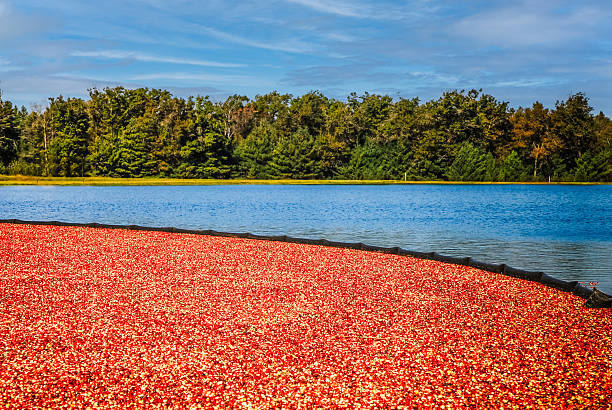 Flooded Cranberry Bog in Wisconsin in Fall Ready to Harvest with Blue Water and Red Cranberries