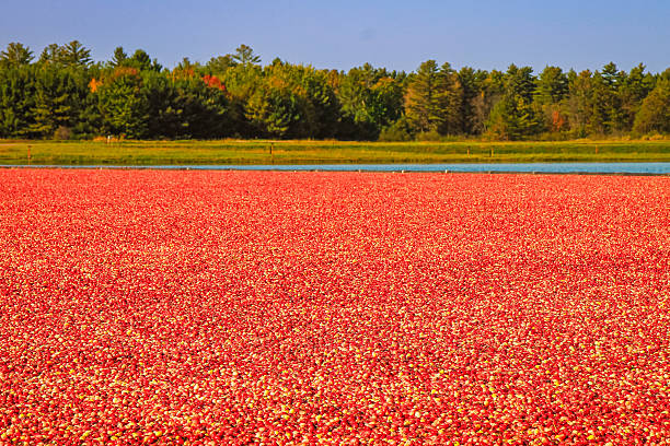 istock Cranberry Bog in Wisconsin 2240286158