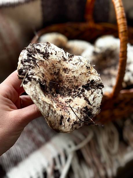 istock Milky Cap Mushroom in Basket 2240286620