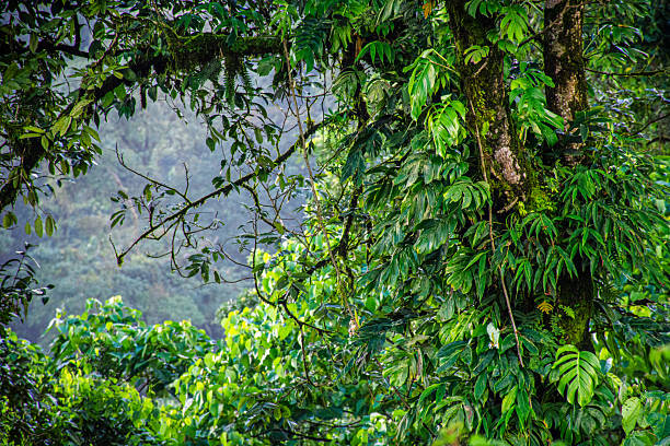 A vibrant jungle scene featuring thick leaves, moss-covered bark, and intertwining vines. Lush greenery creates a sense of tranquility, growth, and natural beauty in a tropical forest.