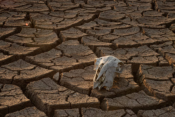 istock Sheep skull lying in a by parching cracked soil 2240288466