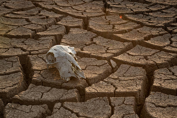 istock Sheep skull lying in a by parching cracked soil 2240288528