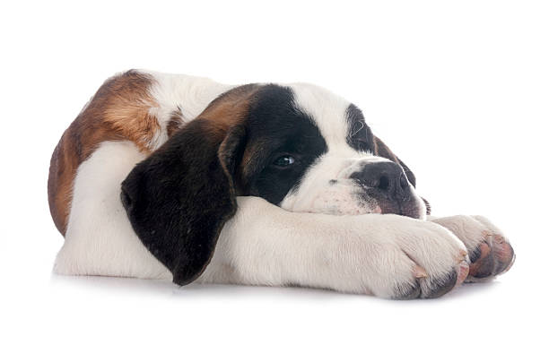 istock puppy saint bernard in studio 2240288757