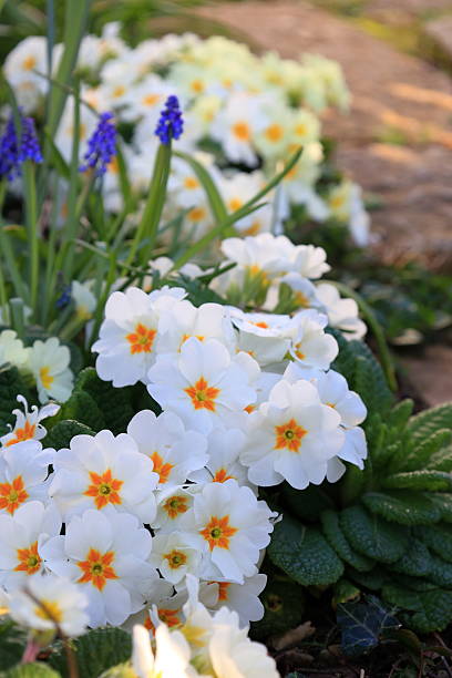 Details of the flower bouquet of primrose in a pot