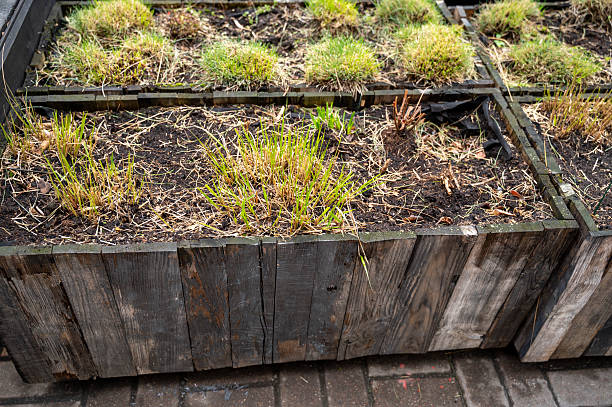 istock Growing plants in raised beds. Plants in early spring or late fall 2240289630