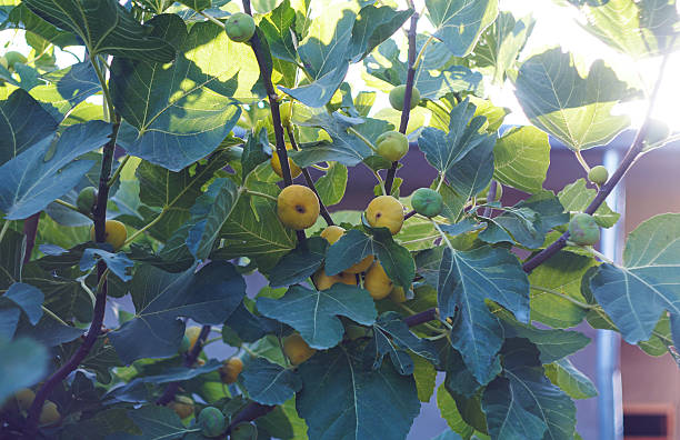 A close-up view of a fig tree with dense green foliage and small unripe figs growing on its branches, illuminated by natural sunlight. This high-resolution image captures the texture and details of the leaves, making it perfect for illustrating concepts related to agriculture, gardening, organic farming, Mediterranean plants, and healthy nutrition. Ideal for use in food blogs, botanical studies, eco-friendly lifestyle designs, and seasonal nature themes.