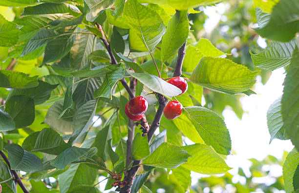 Cherry fruits turn red on cherry branches in summer