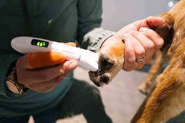 istock pet grooming salon: trimming the fur between a dog's paws 2240294591