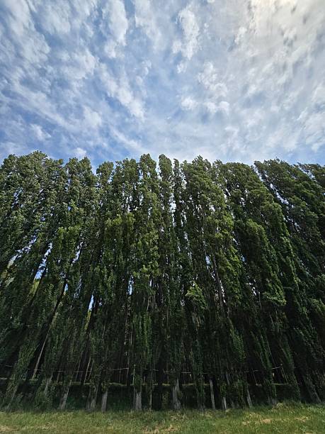 istock A scenic view of tall green trees 2240294955