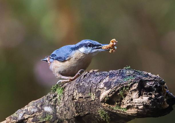 istock Nuthatch with Food on Mossy Branch 2240296499