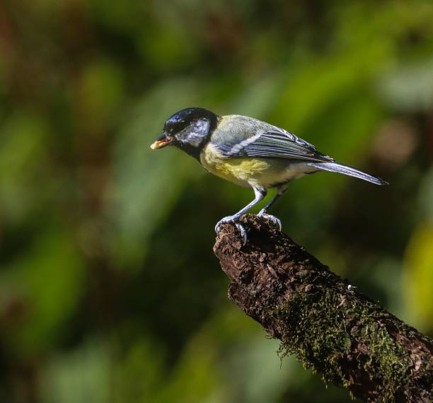 istock Great Tit Bird on Mossy Branch 2240296524