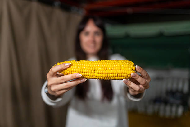 Woman holding fresh yellow corn cob harvest