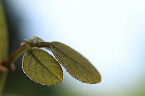 Pair of Young Green Leaves Against a Soft Bright Bokeh Background