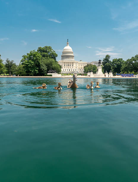 Capitol in Washington, DC. Capitol across the reflecting pool. Washington D.C. landmarks with Capitol and reflecting pond. The U.S. Capitol under blue skies. Congress building in DC