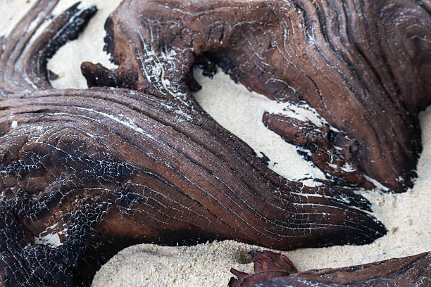 Dark Driftwood Texture Washed Up on White Beach Sand